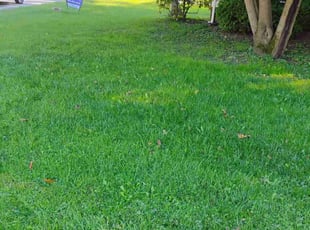 Maura J.'s lawn maintenance service result