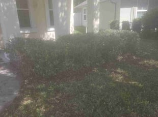 Leslie G.'s Bush Trimming service result