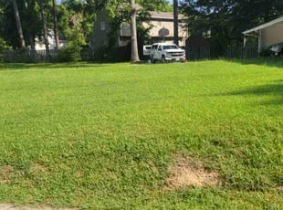 Angie H.'s turf care service result