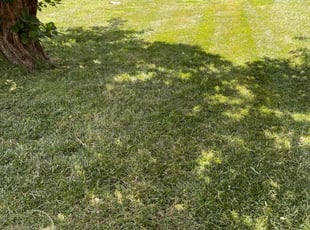 Vanessa S.'s turf care service result