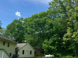 Gabrielle L.'s grass cutting service result