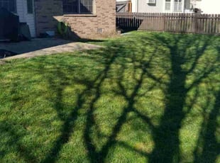 Ashraf S.'s lawn care services service result