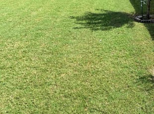 Eros A.'s lawn care service result