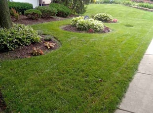 Queen W.'s grass maintenance service result