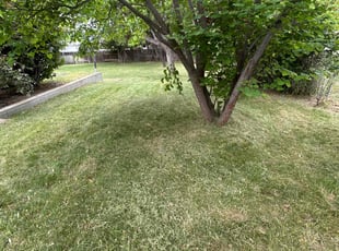 Nancy C.'s turf maintenance service result