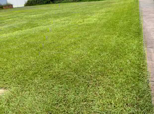 Mario M.'s lawn maintenance service result