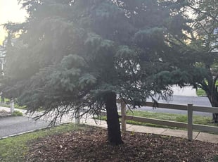 Tatiana C.'s Bush Trimming service result