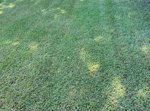 Carlos R.'s lawn care services service result
