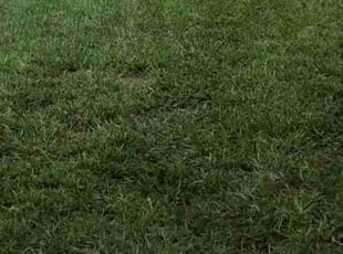 Kevin K.'s lawn care services service result