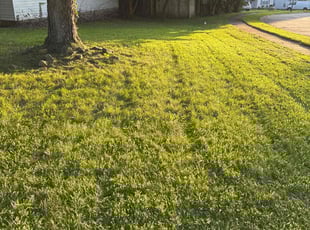 Tash V.'s grass cutting service result