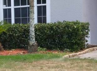 Keia D.'s Bush Trimming service result