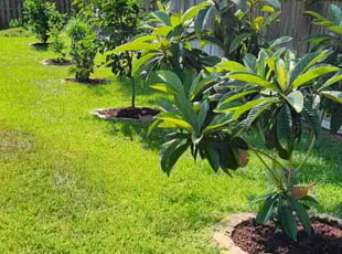 Shirell G.'s Mulching service result