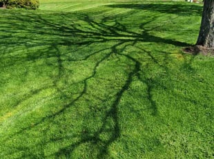 Michelle R.'s lawn maintenance service result