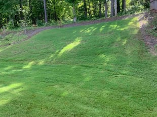 Marie D.'s turf care service result