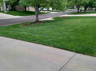 Tammy B.'s grass cutting service result