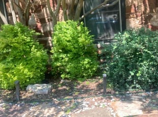 Manisha C.'s Bush Trimming service result