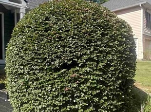Lisa F.'s Bush Trimming service result