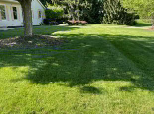 Sara M.'s grass cutting service result