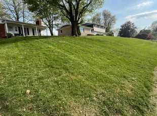 Charlee D.'s grass maintenance service result
