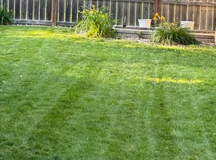 Bill H.'s grass maintenance service result