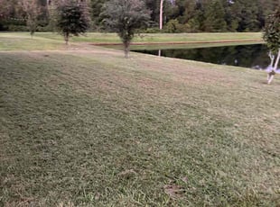 Samantha I.'s lawn care service result