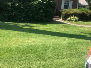 Angela F.'s grass maintenance service result