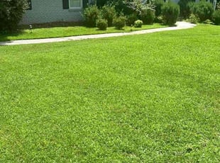 Andrea B.'s grass cutting service result