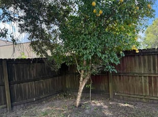 Raul A.'s Tree Care service result