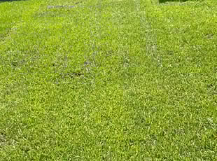 Ivan T.'s grass cutting service result