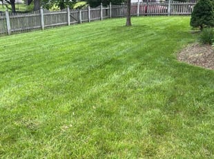 Beatrice B.'s turf care service result
