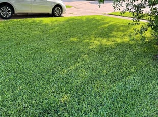 Tepsiri H.'s lawn service service result