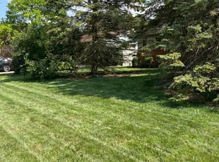 Demosthenes C.'s lawn care services service result
