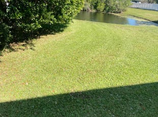 Sasha M.'s grass maintenance service result