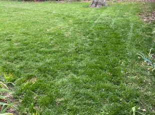 Philip M.'s turf care service result