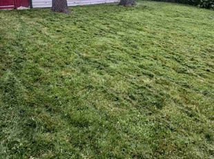 Miche H.'s grass cutting service result