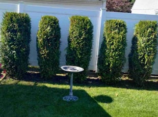 Jessie W.'s Bush Trimming service result