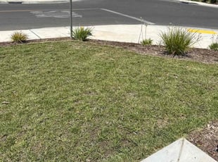 Sue R.'s grass maintenance service result