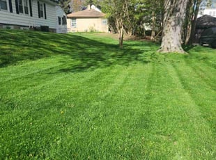 Kathy E.'s lawn maintenance service result