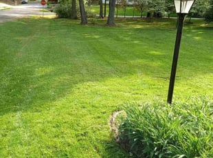 Patricia T.'s yard work service result