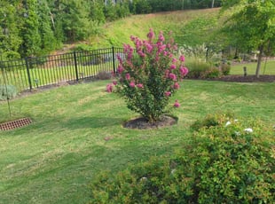 patricia c.'s grass cutting service result