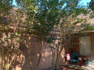 Debra T.'s Bush Trimming service result