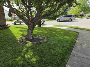 Alexandra R.'s lawn care service result