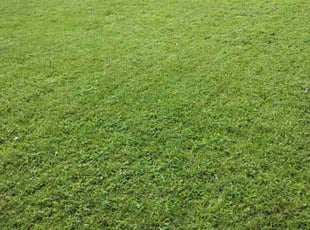 Timothy J.'s lawn maintenance service result