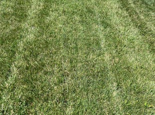 Rick R.'s lawn care service result
