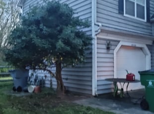 Amanda G.'s Bush Trimming service result