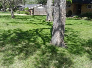 Kristina R.'s grass cutting service result