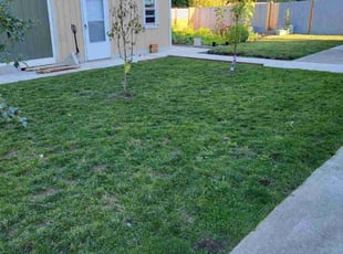 Douglas N.'s turf care service result