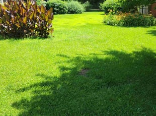 Thomas L.'s grass cutting service result