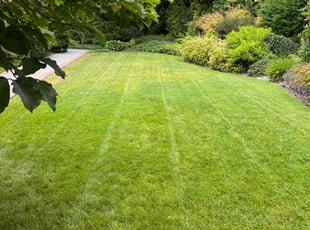 Sander S.'s grass maintenance service result