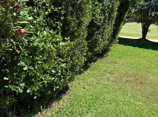Derrick R.'s Garden Maintenance service result